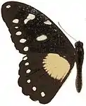 Papilio jacksoni femelle (illustration)