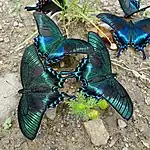 Papilio maackii, groupe d'adultes