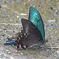 Photo couleur montrant,  sur un sol humide parsemé de graviers, un papillon de profil, aux ailes noires à l'extérieur et bleues-vertes à l'intérieur.
