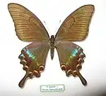 Papilio maackii (femelle)
