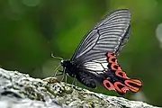 Papilio maraho, vue latérale (mâle)