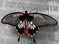 Papilio memnon ♀, Chiang Mai, Thaïlande