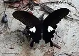 Papilio nephelus chaon, vue dorsale.