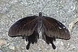 Papilio nephelus chaonulus au repos, les ailes apparaissent entièrement noires.