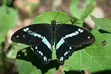 Papilio nireus lyaeus dans son milieu naturel