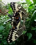 Papilio ophidicephalus, accouplement