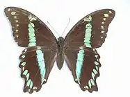 Papilio oribazus femelle