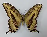 Papilio paeon, revers