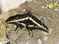 Papilio paeon dans son milieu naturel