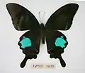 Papilio paris