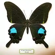 Papilio paris decorosa