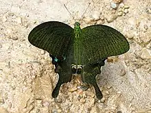 Voilier lustré Papilio paris (papilionidés)