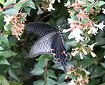 Papilio protenor demetrius femelle