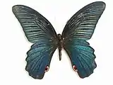 Papilio protenor mâle