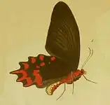 Atrophaneura semperi femelle (illustration)