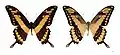 Papilio thoas thoas - MHNT