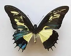 Gynandromorphe mosaïque de Papilio androgeus