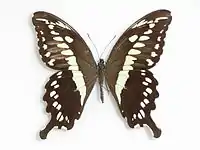 Papilio constantinus