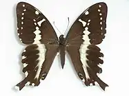 Papilio mangoura femelle