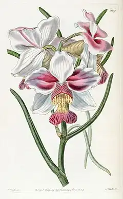 Description de l'image Papilionanthe teres (as Vanda teres) - Edwards vol 21 pl 1809 (1836).jpg.