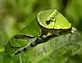 Chenille de Papilio polymnestor