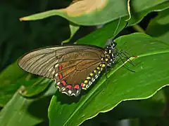 Description de l'image Papilionidae - Battus ingenuus..JPG.