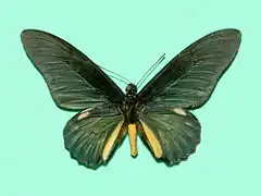 Description de l'image Papilionidae - Battus lycidas.jpg.