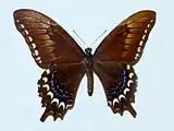 Papilio astyalus femelle