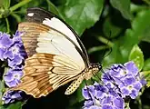 Papilio dardanus mâle, ailes repliées