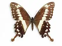 Papilio phorcas femelle (forme à bande jaune)