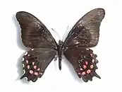 Papilio rogeri pharnaces (mâle)