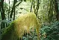 Les Mousses s'épanouissent dans la « forêt de nuage » (ici dans le Parc national Budawang, en Australie).