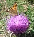 Petite violette, Clossiana dia sur une fleur de Bardane, Arctium minus.