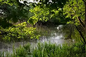 Image illustrative de l’article Forêt alluviale de Leipzig