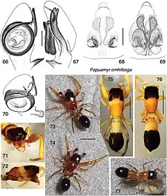 Description de l'image Papuamyr omhifosga (10.3897-zookeys.842.32970) Figures 66–77.jpg.