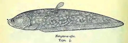 Papyrocranus afer