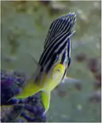 Paracentropyge multifasciatus