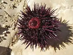 Face orale d'un oursin violet : le péristome (partie charnue entourant la bouche, ici très gonflée) est rouge.