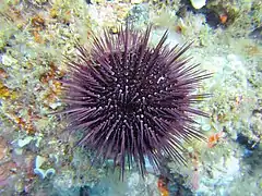 Spécimen caractéristique à Banyuls-sur-Mer