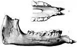 Au-dessus, une mandibule allongée, vue d'en haut, avec deux incisives pointues dirigées vers l'avant ; en dessous la même mandibule vue de profil montrant à l'avant les incisives horizontales.