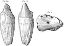 À gauche une incisive pointue avec une longue racine, vue par la face extérieure et par la face intérieure ; à droite, un fragment de mandibule.