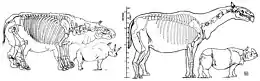 Reconstitution squelettique datant de 1923 d'un Baluchitherium grangeri, aujourd'hui synonyme de P. transouralicum, présentant la version obsolète et trapue à gauche, en comparaison avec la version élancé et admise de nos jours à droite.