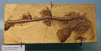 Fossile de Paracestracion falcifer