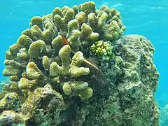 Un poisson-faucon de Forster (Paracirrhites forsteri) tapi dans un Pocillopora