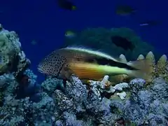 Un poisson-faucon de Forster (Paracirrhites forsteri)