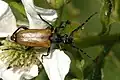 Paracorymbia maculicornis (DeGeer, 1775) ♀