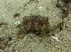 Paractaea rufopunctata, forme frontalis