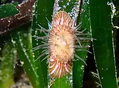 L'anémone Paractinia striata, symbiote des feuilles de posidonies.