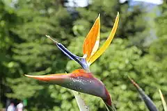 Description de l'image Paradiesvogelblume - Strelitzia reginae.JPG.