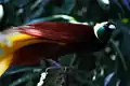 Paradisaea apoda vu de profil, Parc aux oiseaux de Bali